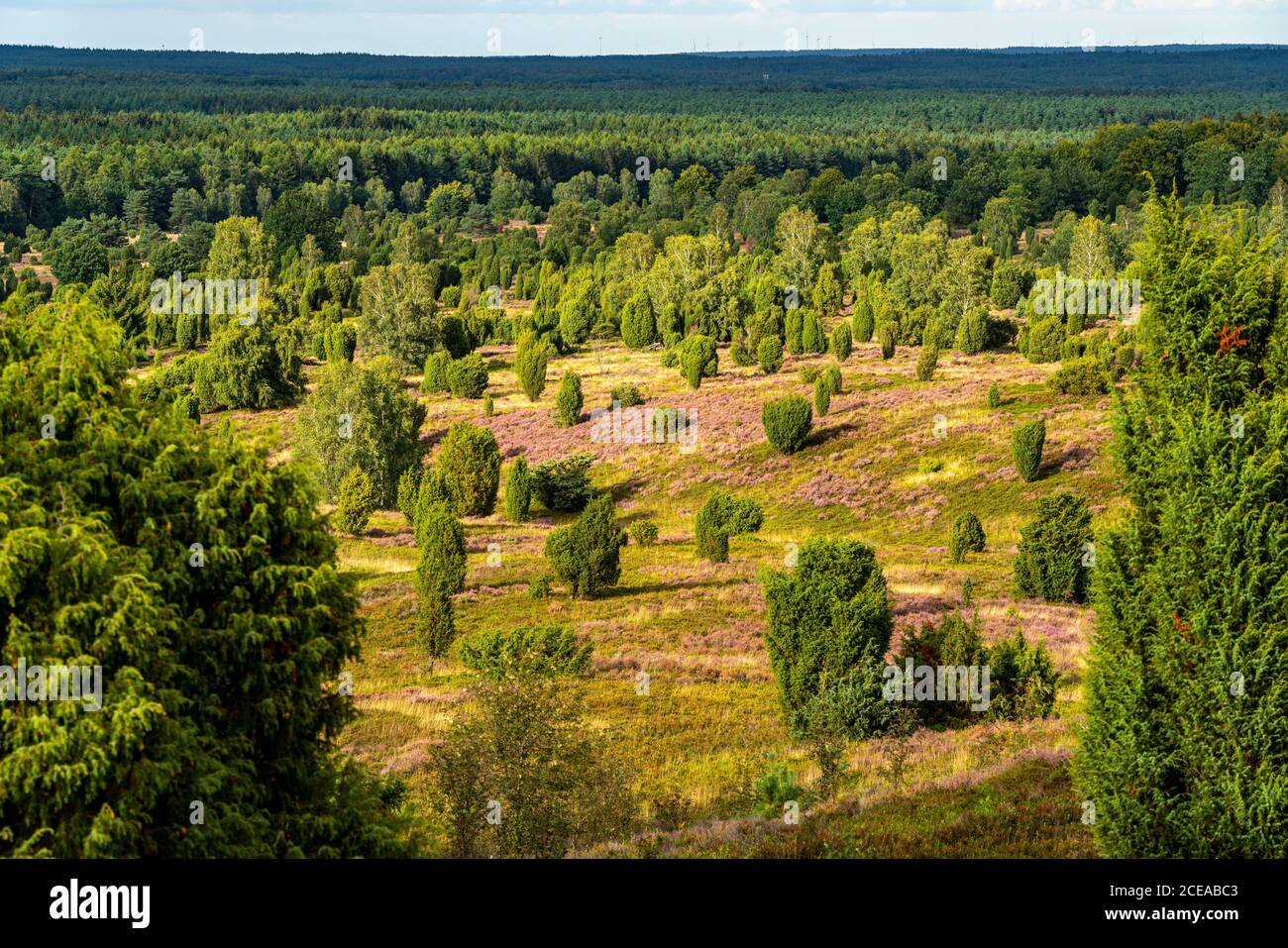 Blooming heath, broom heath and juniper bushes, at the Wilseder Mountain area, in the nature reserve Lüneburg Heath, Lower Saxony, Germany, Stock Photo