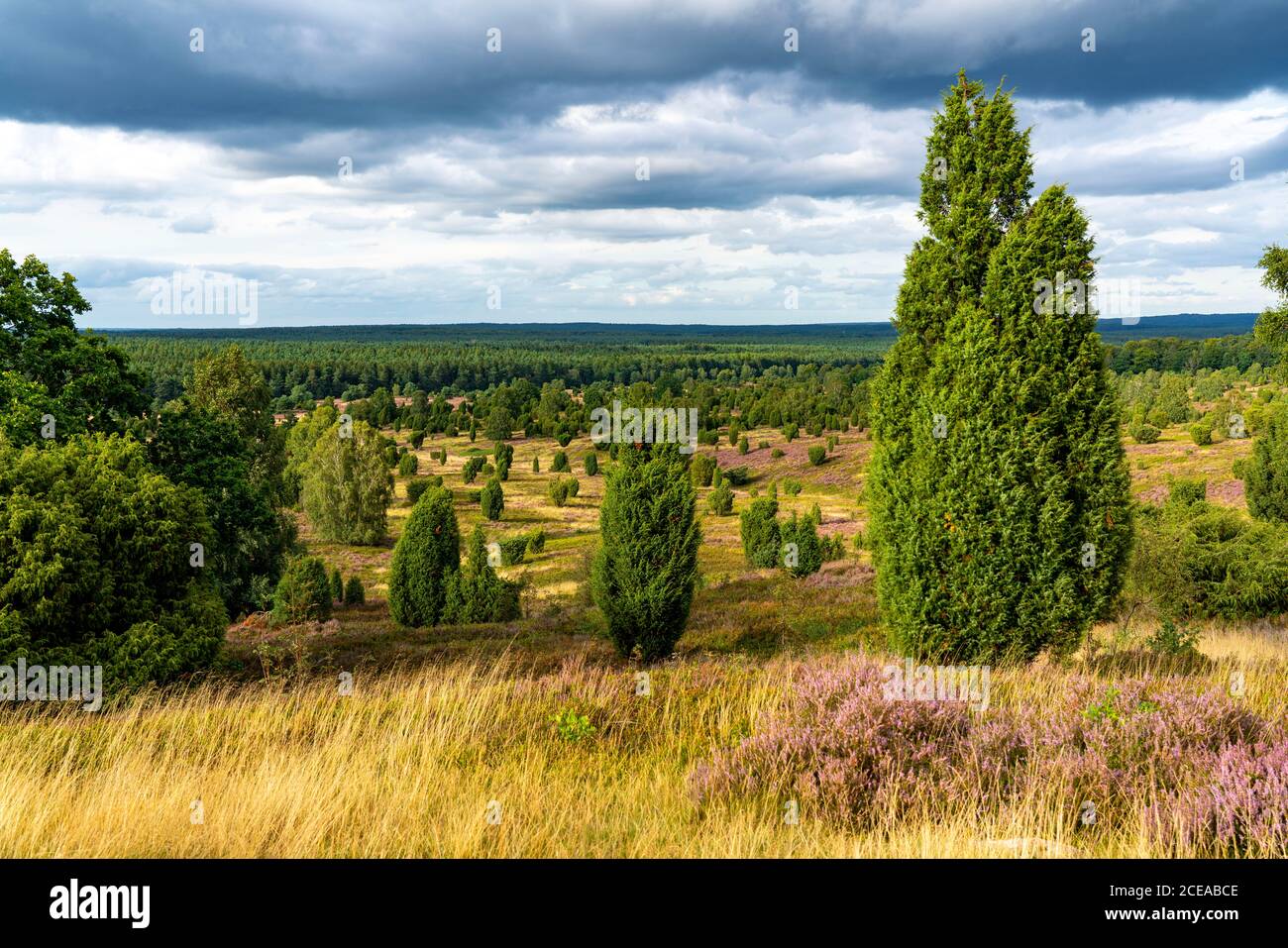 Blooming heath, broom heath and juniper bushes, at the Wilseder Mountain area, in the nature reserve Lüneburg Heath, Lower Saxony, Germany, Stock Photo