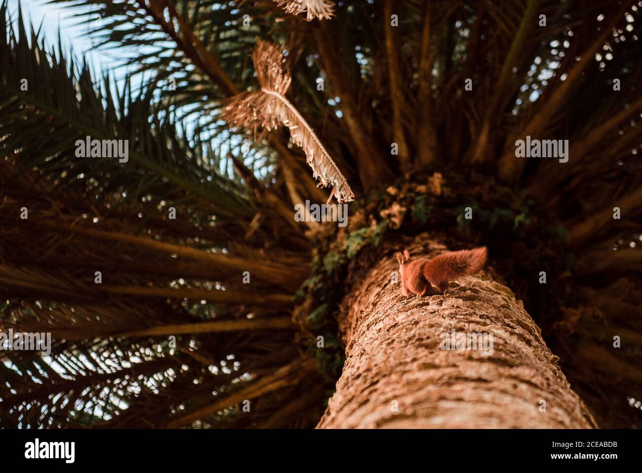 Funny squirrel on tree in park Stock Photo