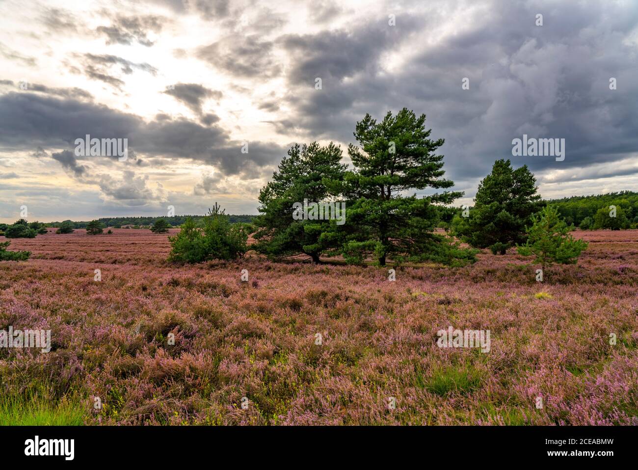 Blooming heath, broom heath and juniper bushes, at the Wilseder Mountain area, in the nature reserve Lüneburg Heath, Lower Saxony, Germany, Stock Photo