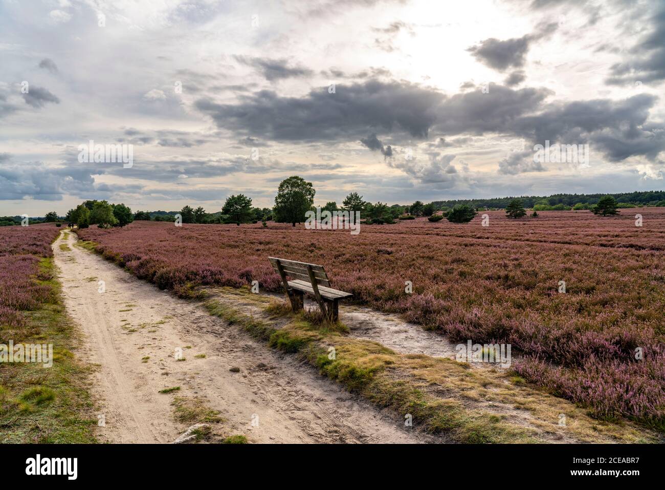 Blooming heath, broom heath and juniper bushes, at the Wilseder Mountain area, in the nature reserve Lüneburg Heath, Lower Saxony, Germany, Stock Photo