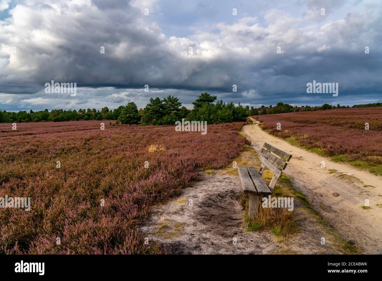 Blooming heath, broom heath and juniper bushes, at the Wilseder Mountain area, in the nature reserve Lüneburg Heath, Lower Saxony, Germany, Stock Photo