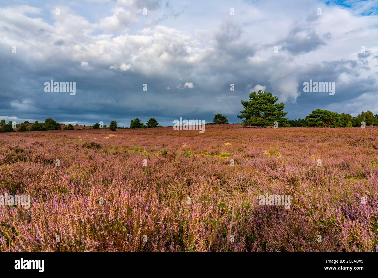 Blooming heath, broom heath and juniper bushes, at the Wilseder Mountain area, in the nature reserve Lüneburg Heath, Lower Saxony, Germany, Stock Photo