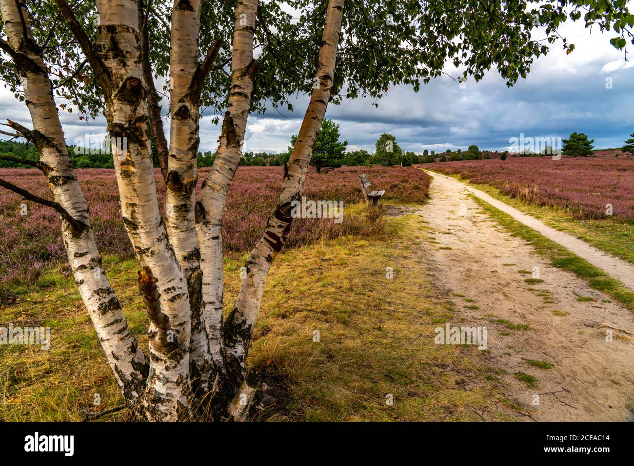 Blooming heath, broom heath and juniper bushes, at the Wilseder Mountain area, in the nature reserve Lüneburg Heath, Lower Saxony, Germany, Stock Photo