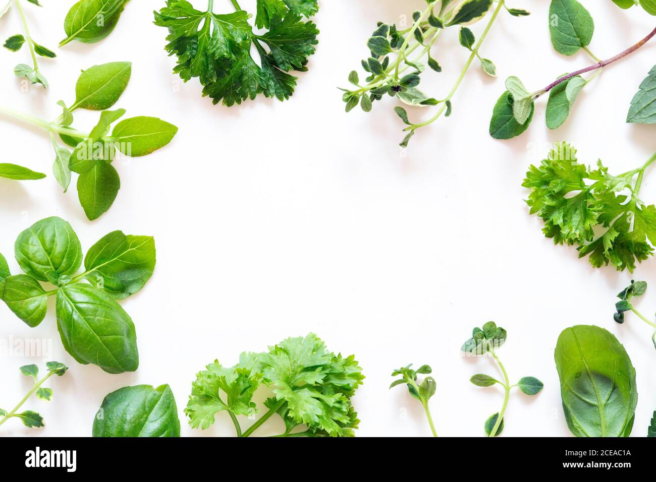 Fresh herbs on white background Stock Photo