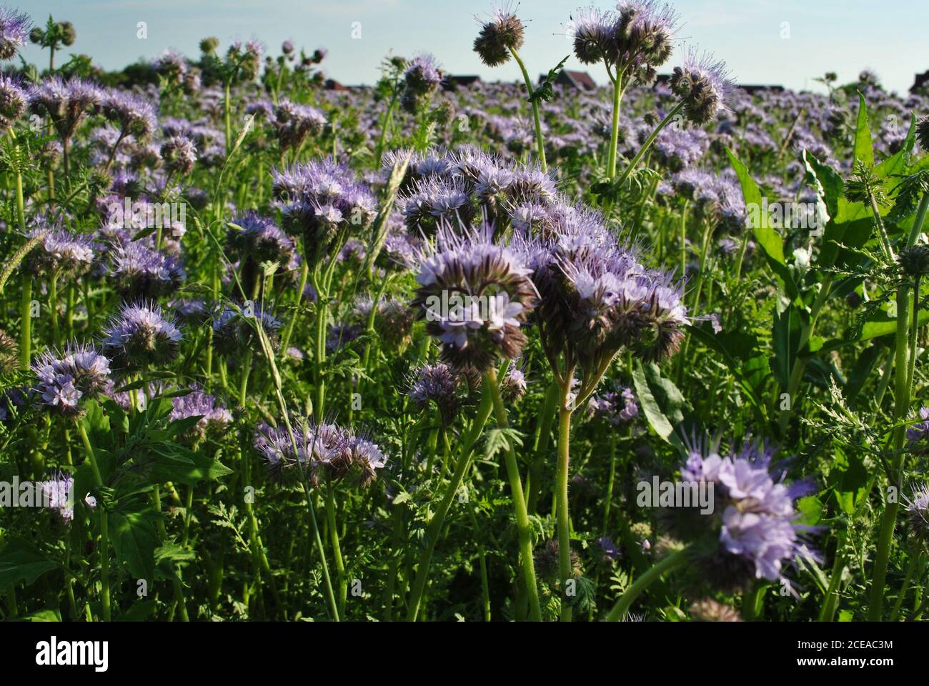Beautifully blossomed purple flowers in the field Stock Photo - Alamy
