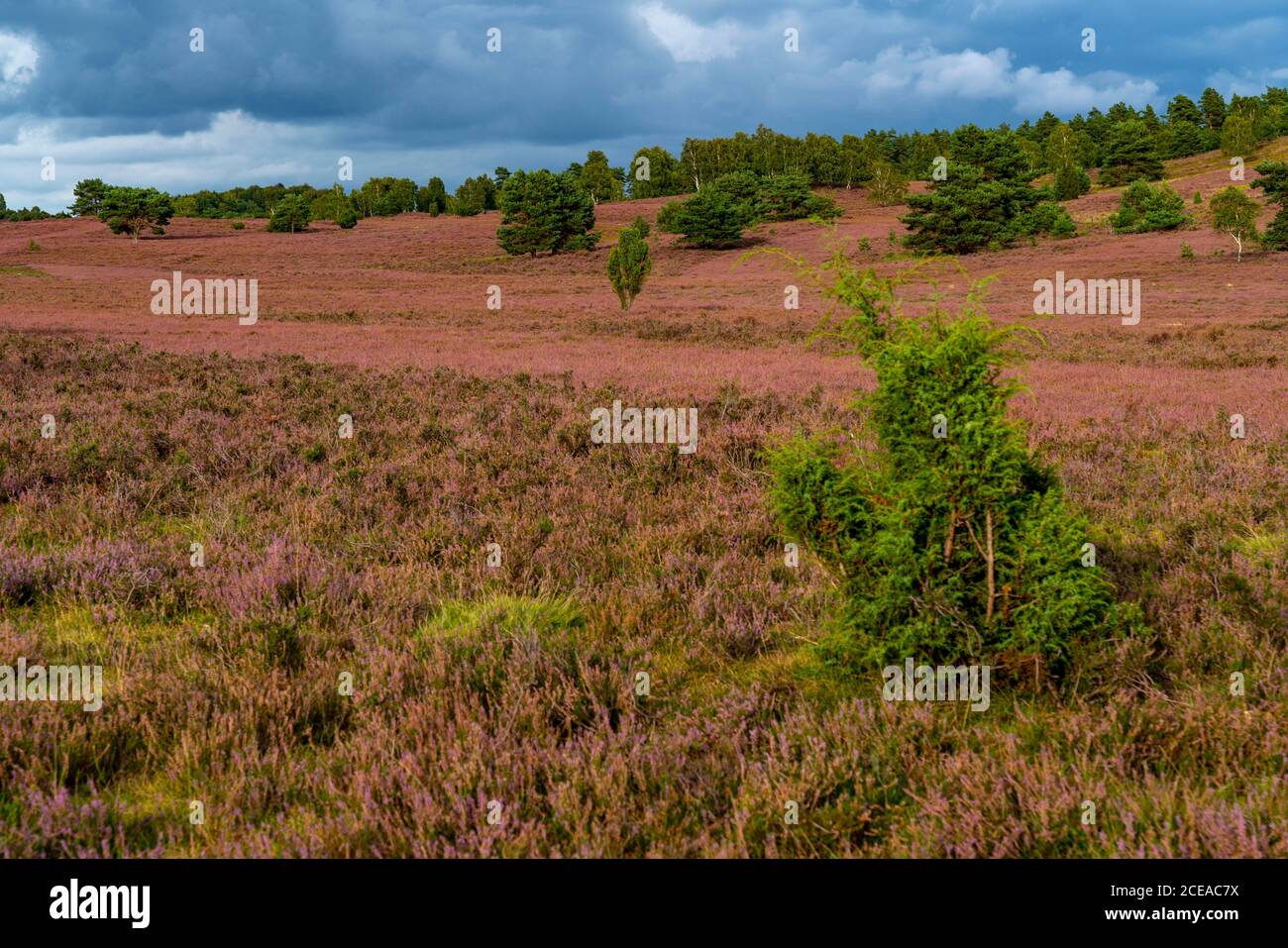 Blooming heath, broom heath and juniper bushes, at the Wilseder Mountain area, in the nature reserve Lüneburg Heath, Lower Saxony, Germany, Stock Photo