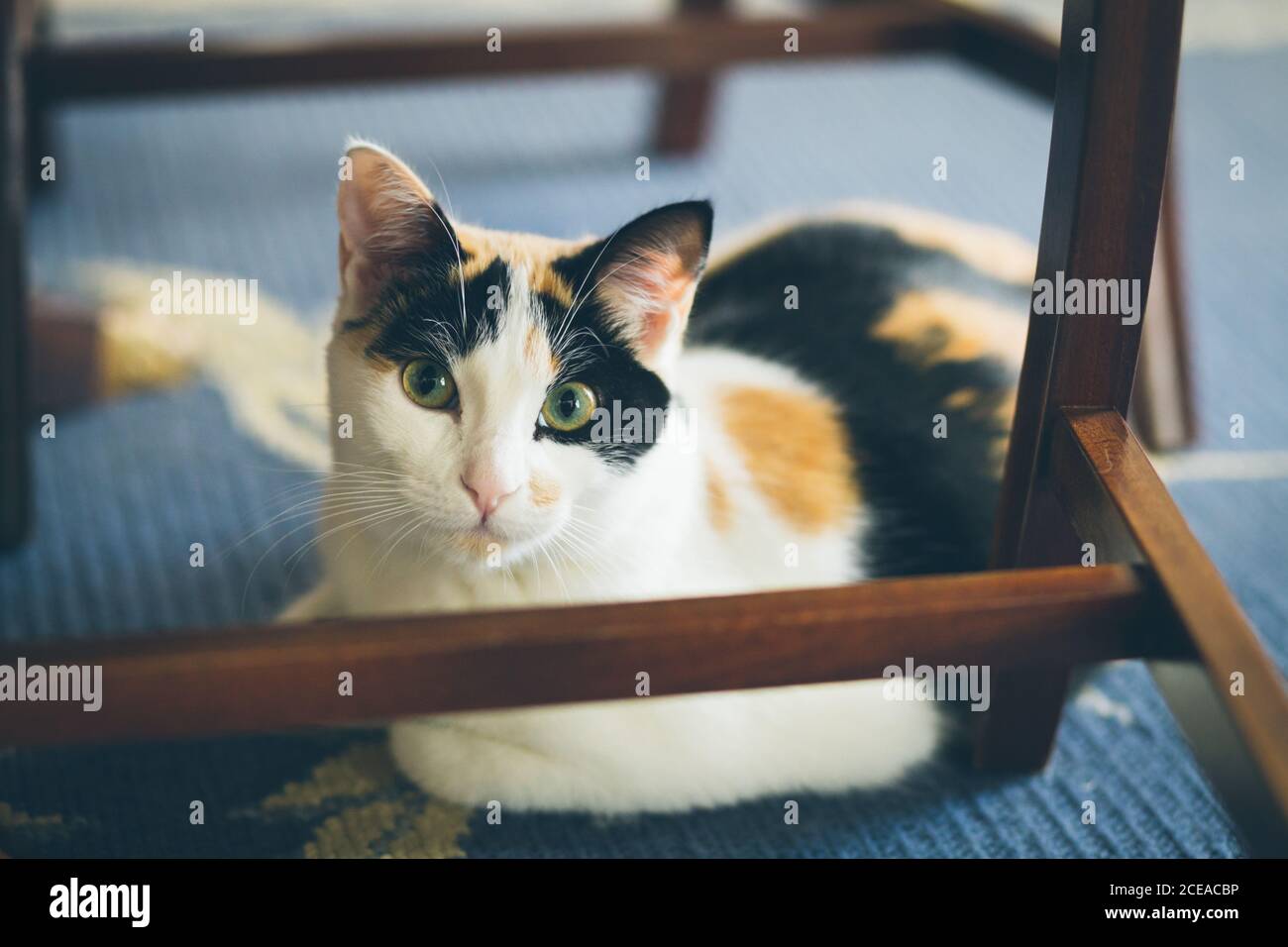 Cute cat lying on blanket Stock Photo