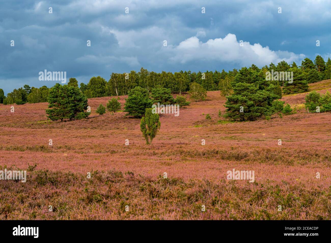 Blooming heath, broom heath and juniper bushes, at the Wilseder Mountain area, in the nature reserve Lüneburg Heath, Lower Saxony, Germany, Stock Photo