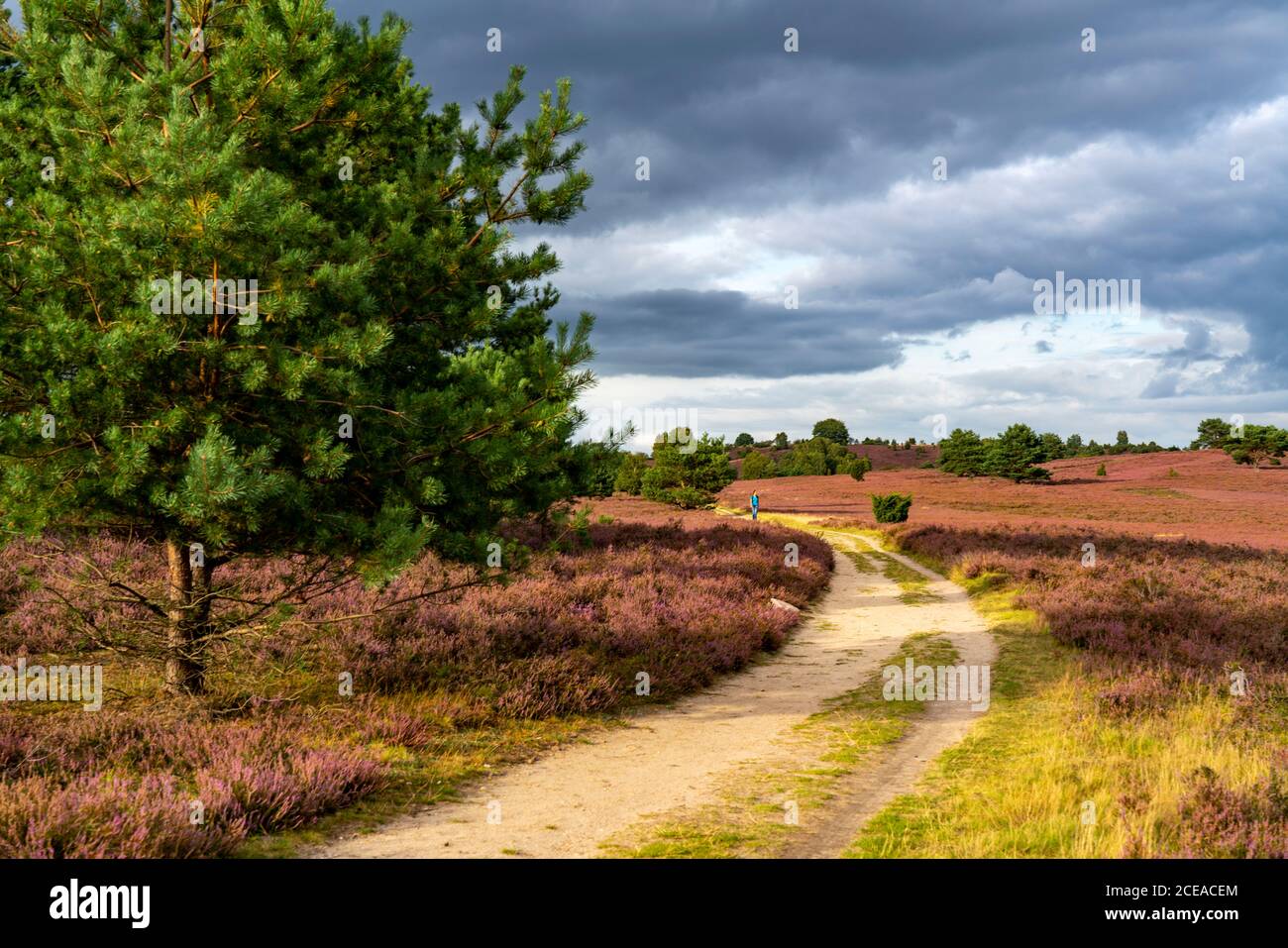 Blooming heath, broom heath and juniper bushes, at the Wilseder Mountain area, in the nature reserve Lüneburg Heath, Lower Saxony, Germany, Stock Photo