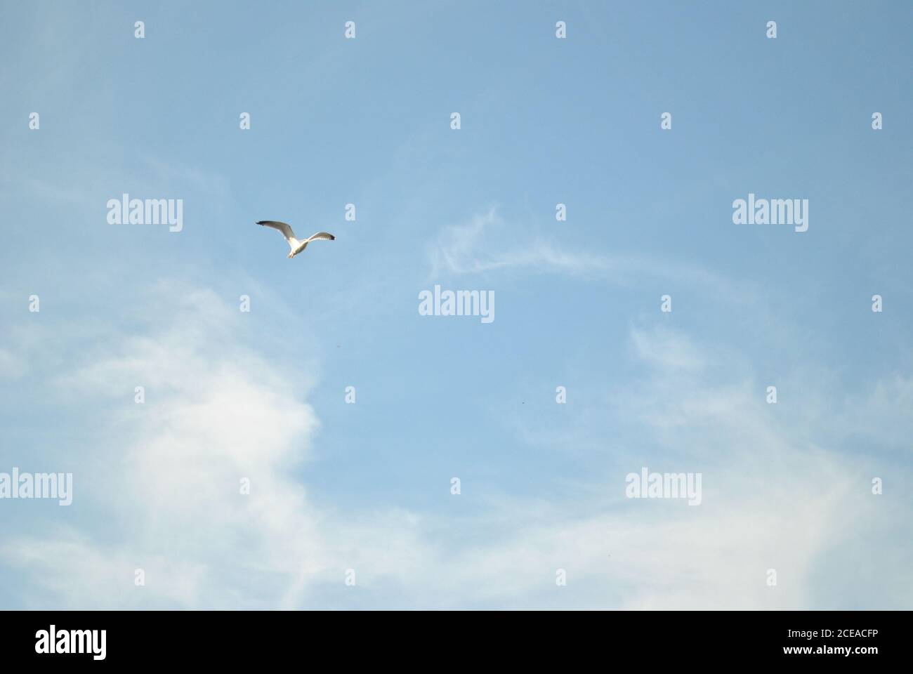 Bird flying in the cloudy blue sky Stock Photo - Alamy