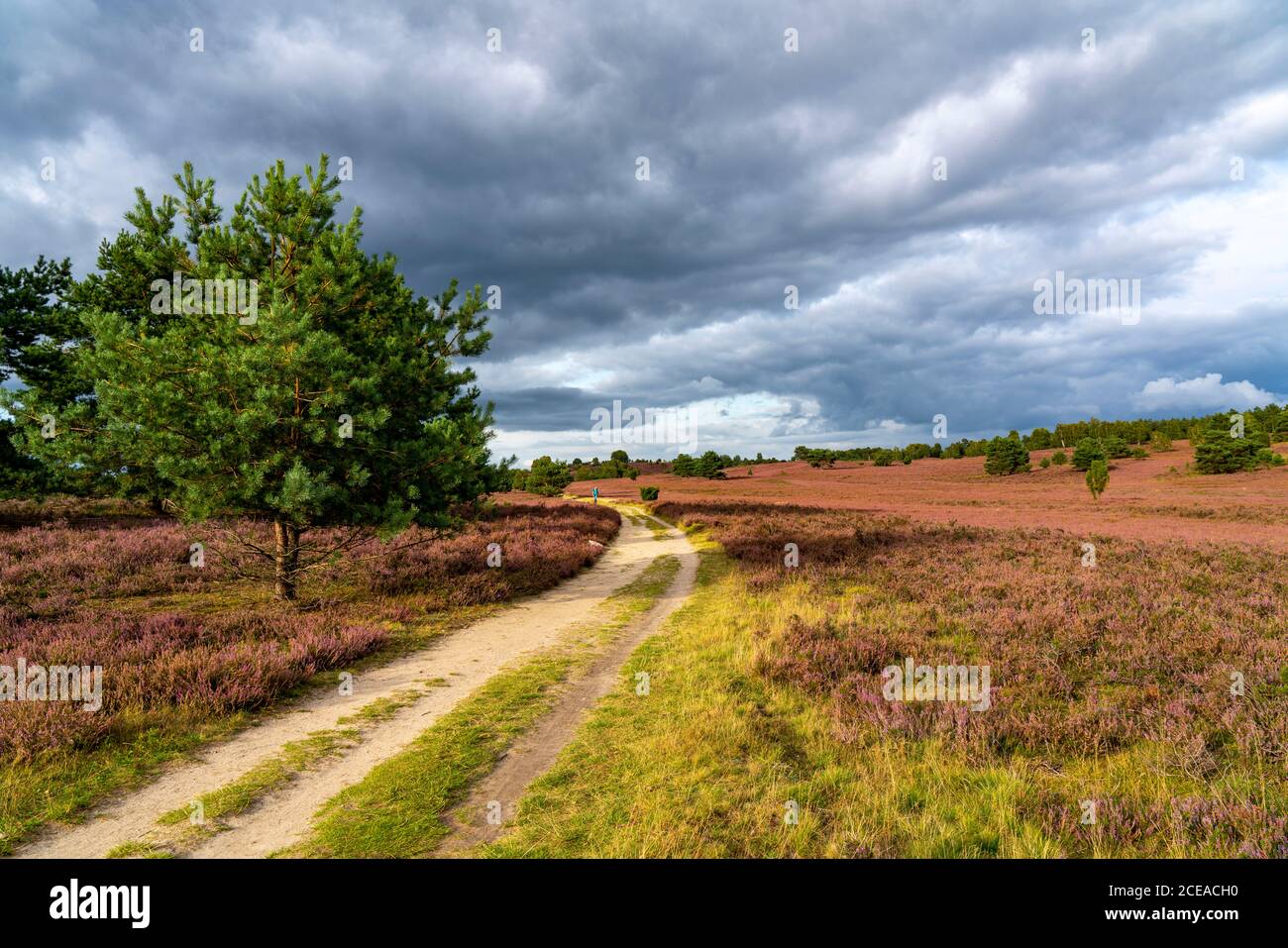 Blooming heath, broom heath and juniper bushes, at the Wilseder Mountain area, in the nature reserve Lüneburg Heath, Lower Saxony, Germany, Stock Photo