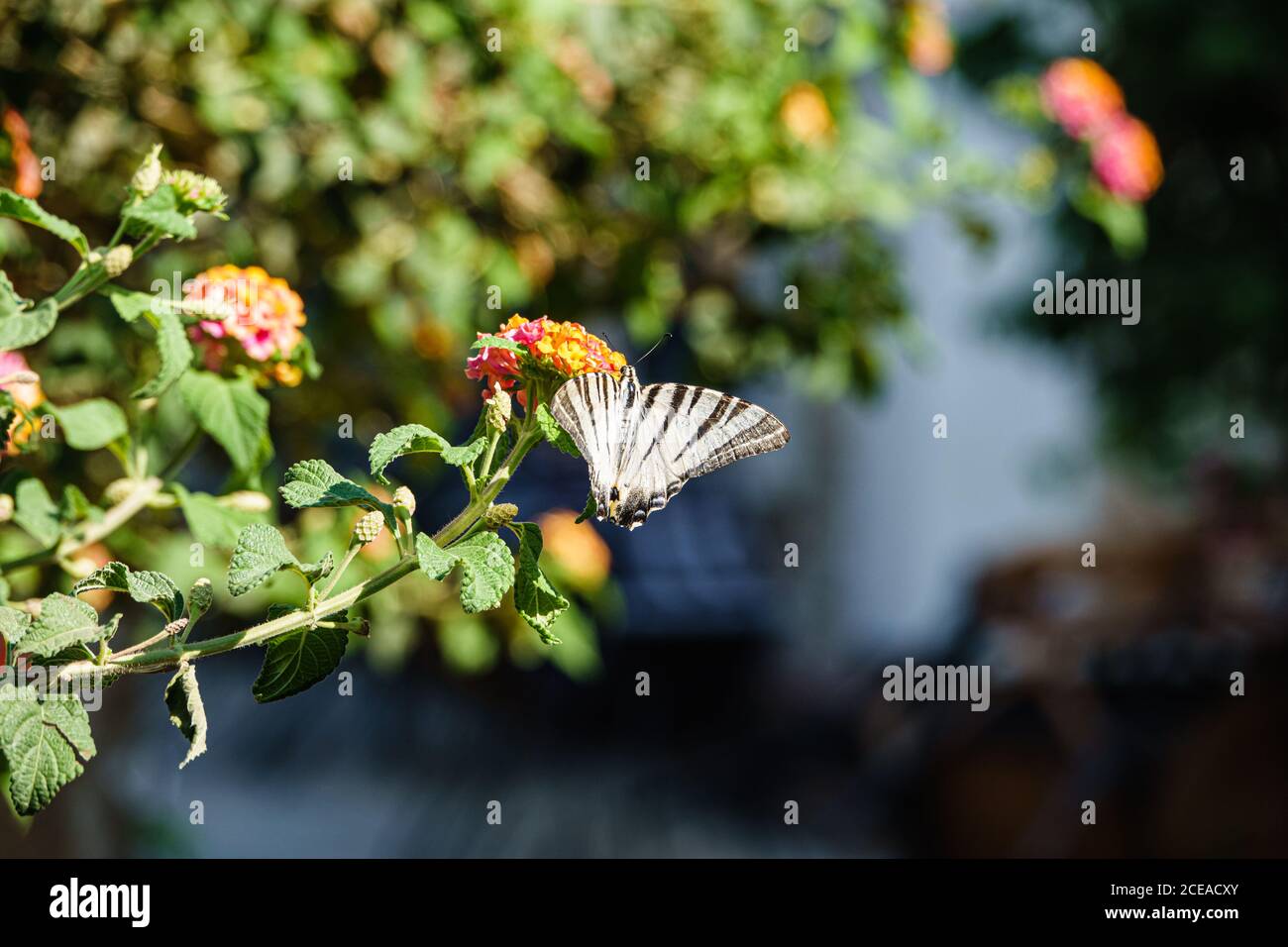 Butterfly on flower, harbinger of summer. Stock Photo