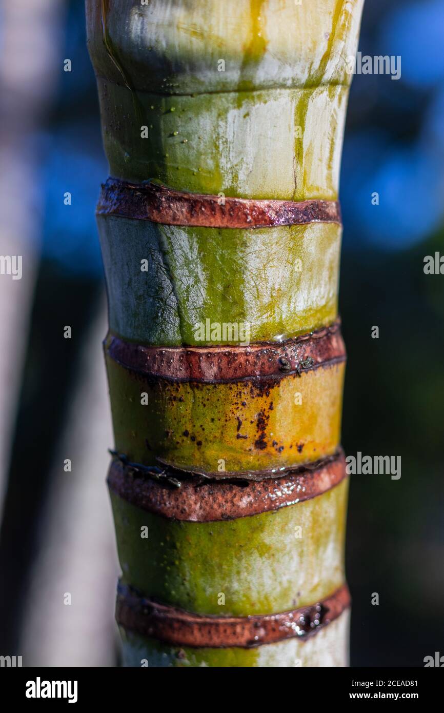 Palm tree trunk sections close up Stock Photo