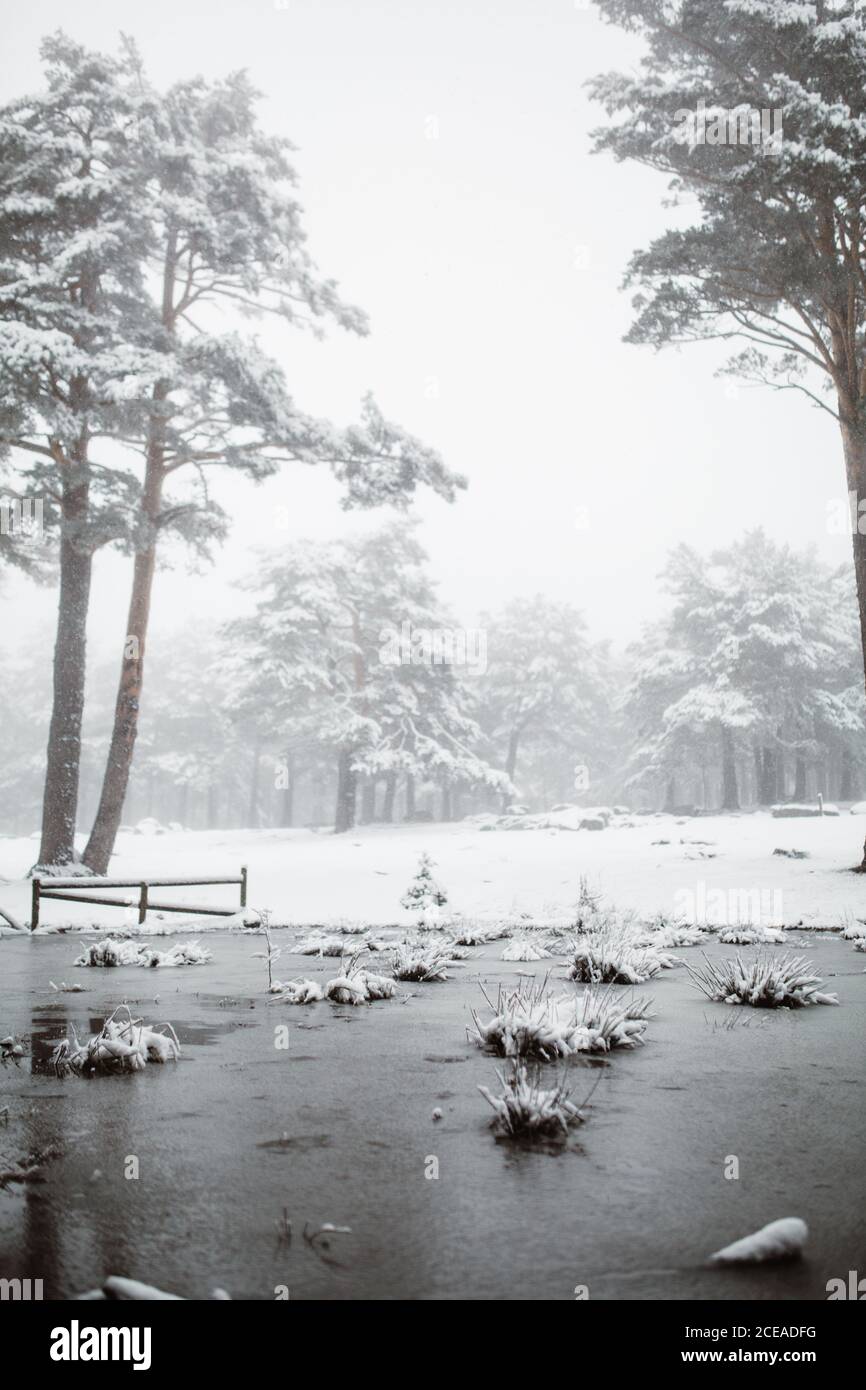Beautiful winter forest hi-res stock photography and images - Alamy