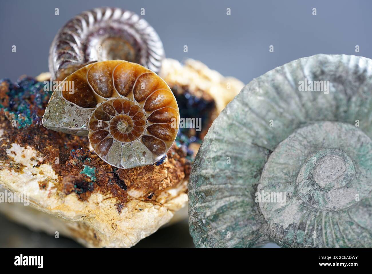 Closeup shot of old ammonite fossils Stock Photo