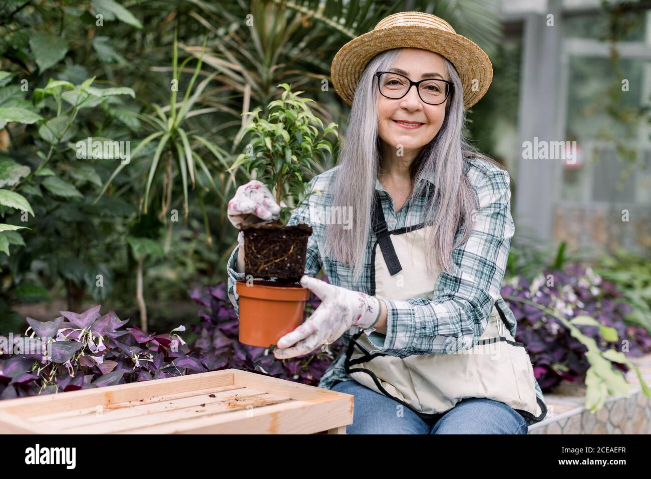 Portrait of smiling happy senior woman gardener in glasses, straw hat ...