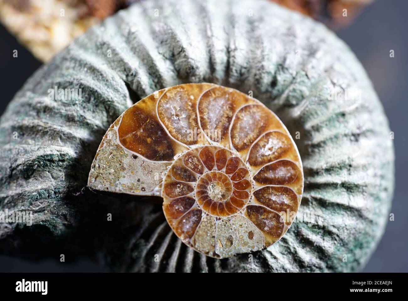 Closeup shot of old ammonite fossils Stock Photo