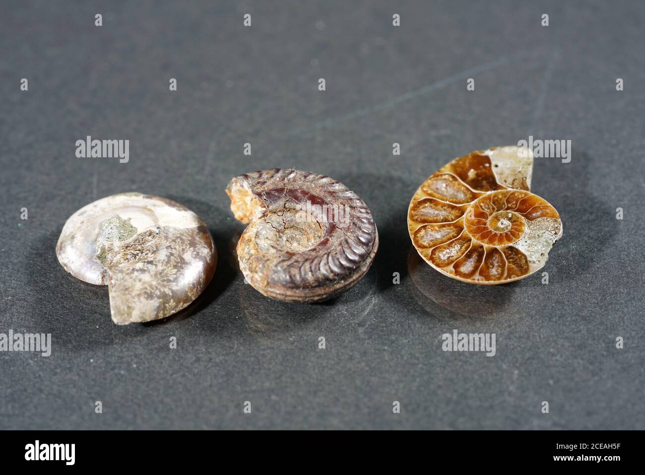 Closeup shot of ammonite fossils on a grey table Stock Photo
