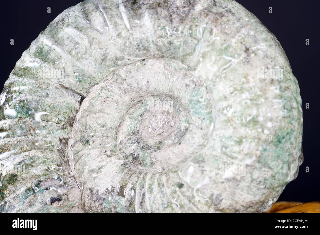 Closeup shot of ammonite fossil on a black background Stock Photo