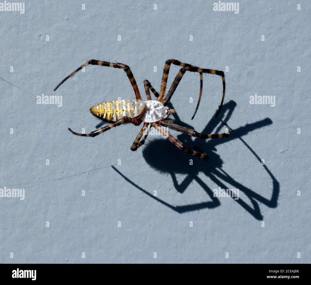 Banded Garden Spider, Argiope trifasciata, or Banded Orb Weaving Spider, female, dorsal view, with scary shadow. Stock Photo