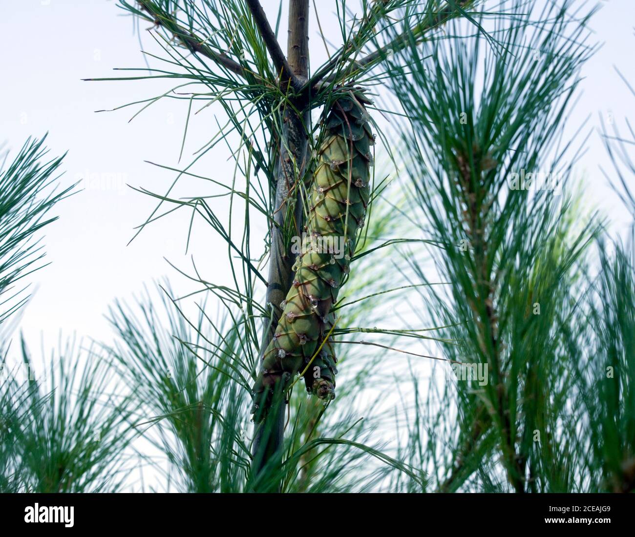 Developing female cones on Eastern White Pine tree, Pinus strobus oozing sap. Stock Photo