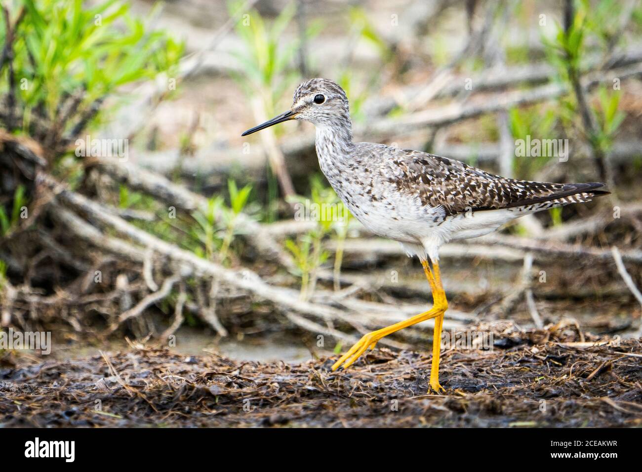 Lesser Yellowlegs foraging for food along the shoreline Stock Photo