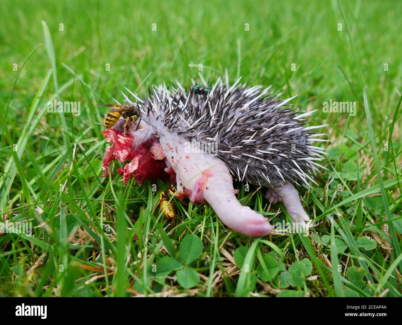 Wasps and flies feed on a dead baby hedgehog, which may have been attacked by a predator. Stock Photo