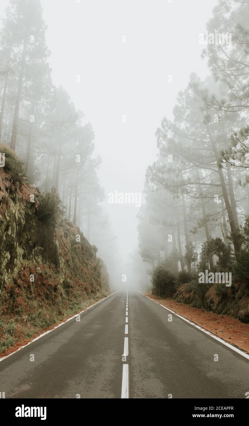 Asphalt road in foggy forest Stock Photo - Alamy