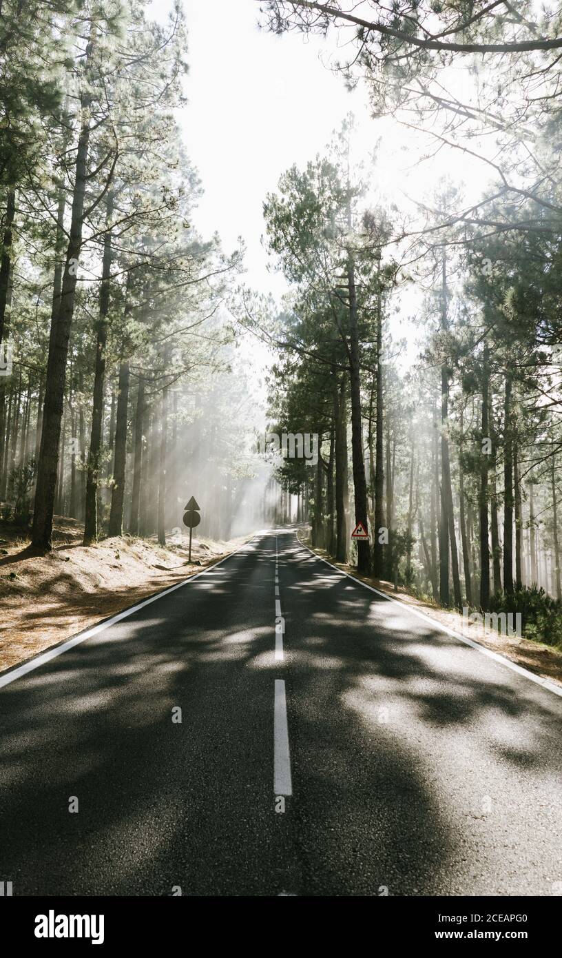 Asphalt road in foggy forest Stock Photo - Alamy