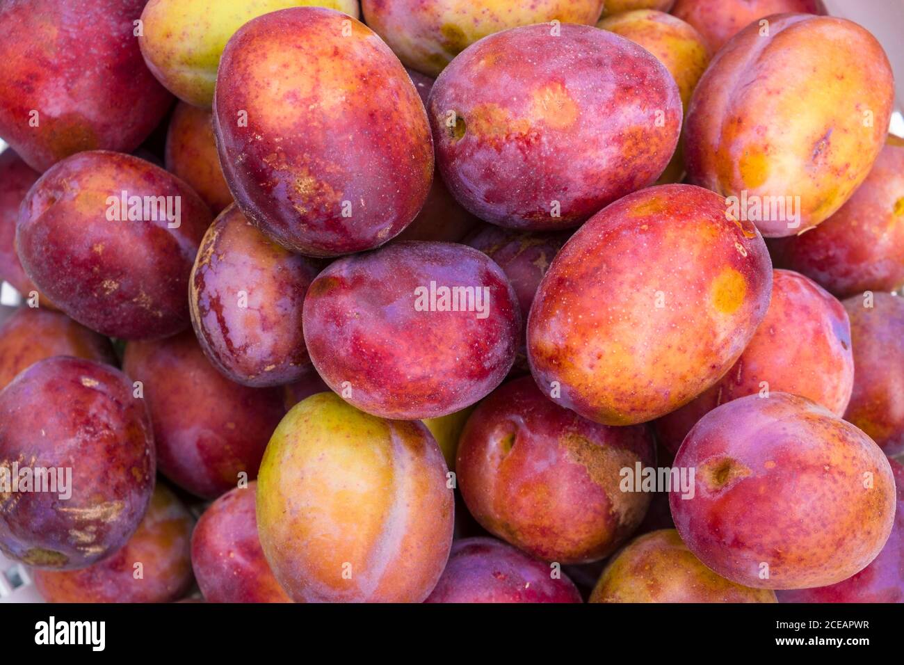 Pile of English Victora Plums. Suffolk, UK. Stock Photo
