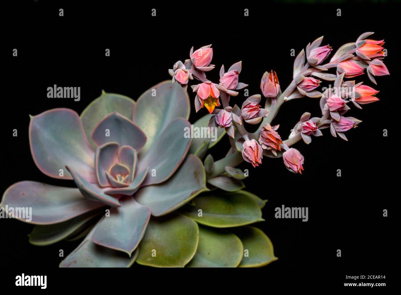 Echeveria Perle Von Nurnberg. Succulent flowering. Stock Photo