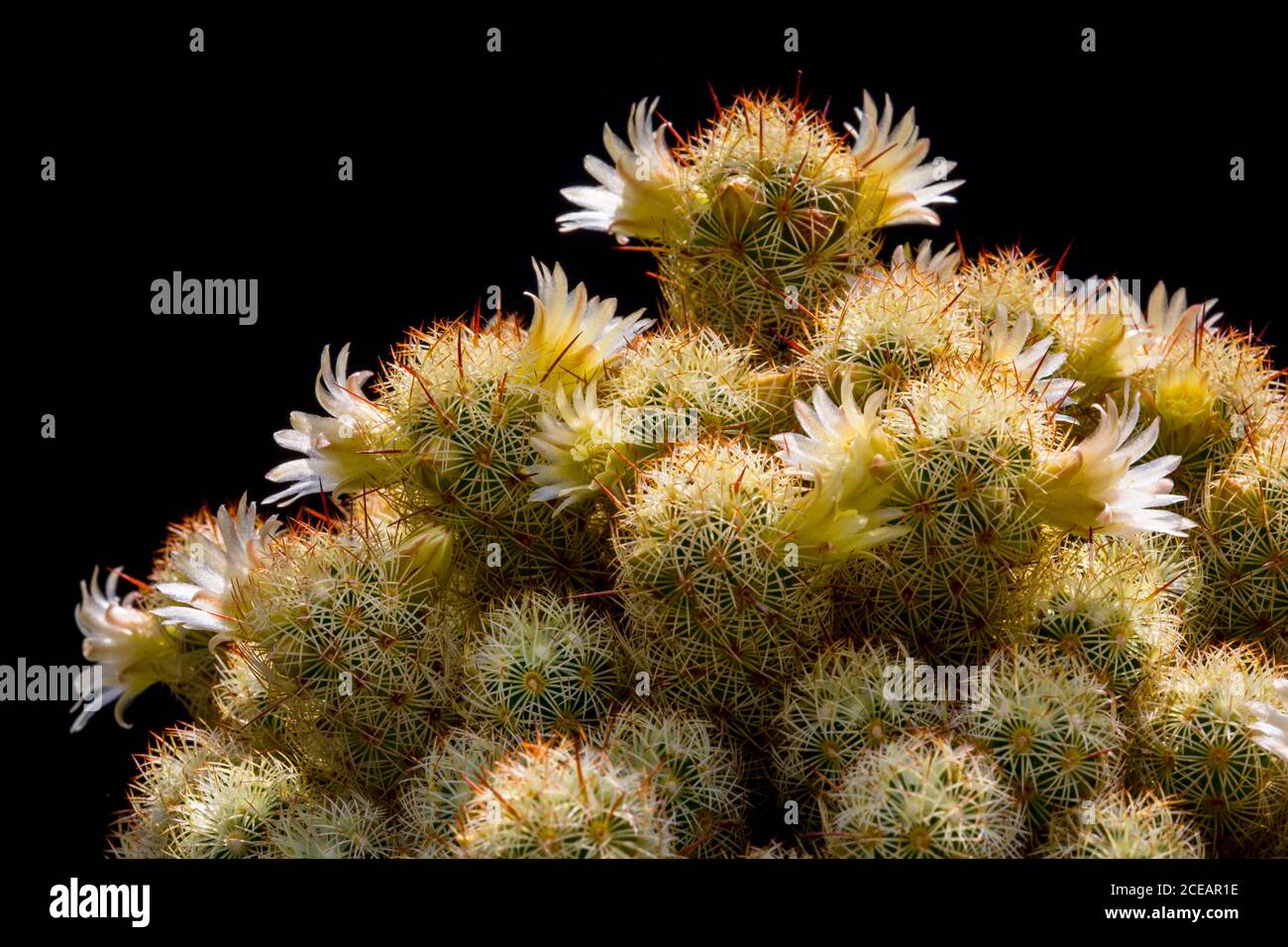 Flowering cactus, Mammillaria Elongata. Cactus flowers. Stock Photo