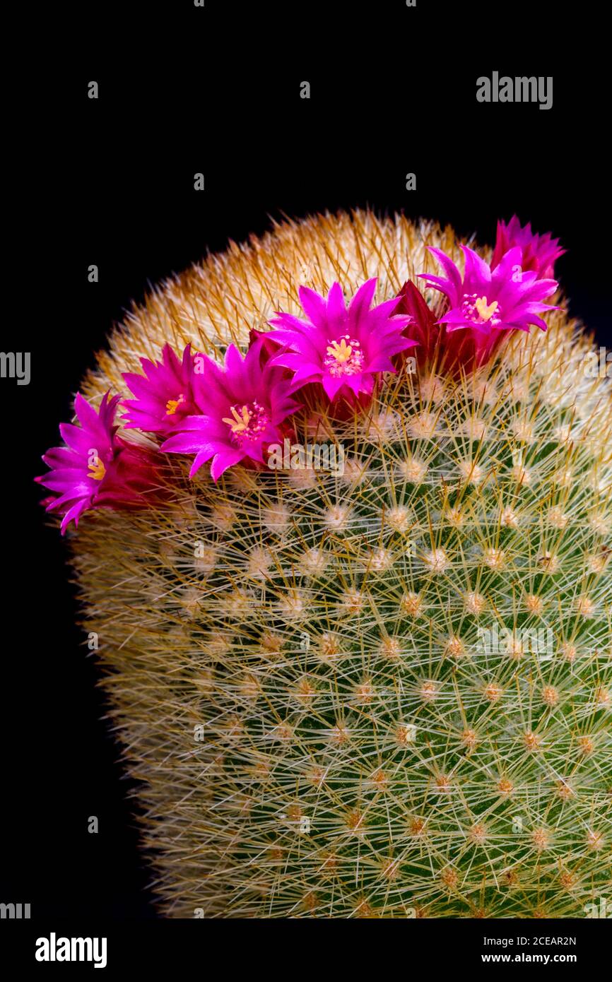 Cactus mammillaria in flower hi-res stock photography and images - Alamy