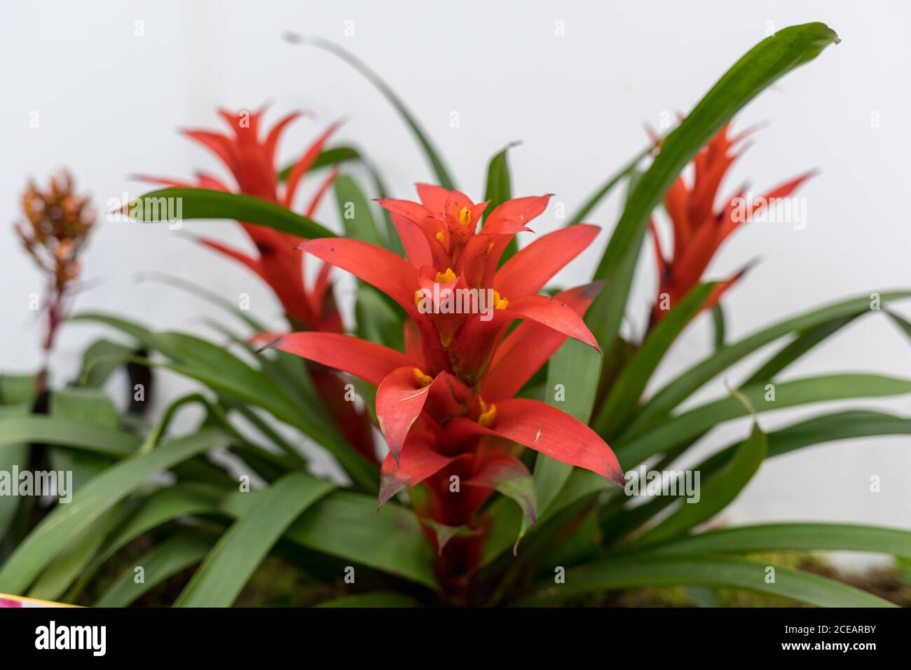 The Red Markle Bromeliaceae Guzmania flower from the heart of the Brazilian rainforest Stock Photo