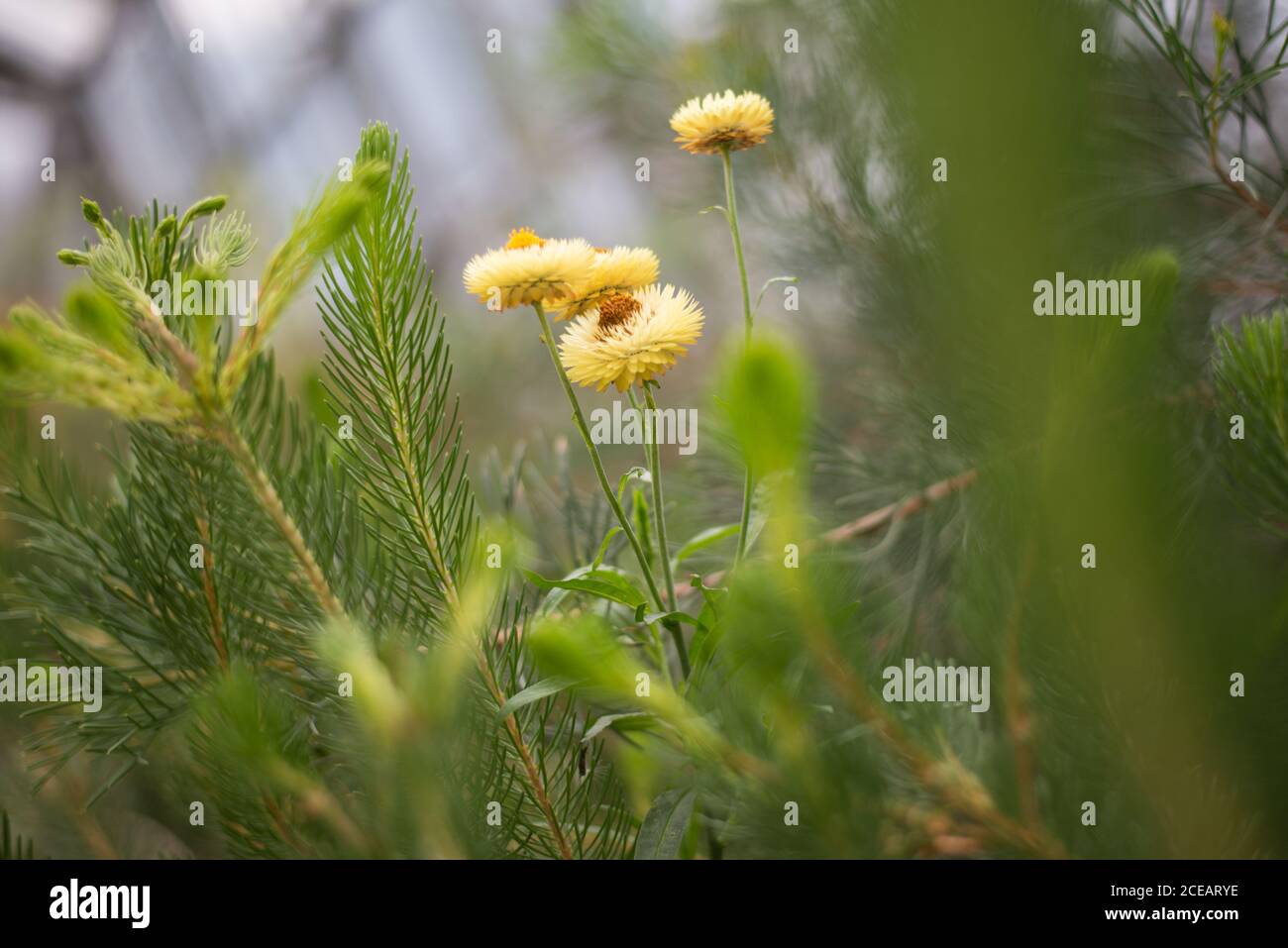 Australian Wild Strawflower Helichrysum Bracteatum Xerochrysum Yellow