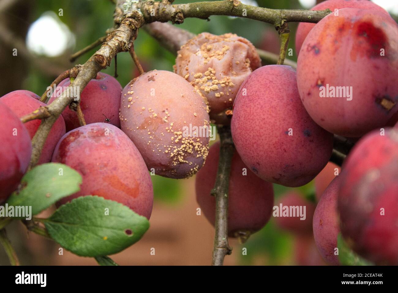 Ripe and rotten plums on tree Stock Photo