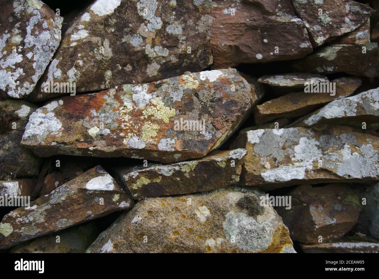 Detail of lichen on a dry stone wall. Stock Photo