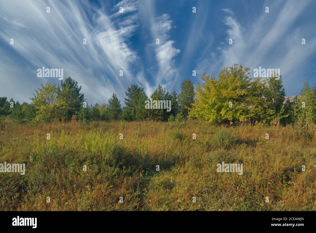 Summer landscape green meadow on a background of forest and blue sky ...