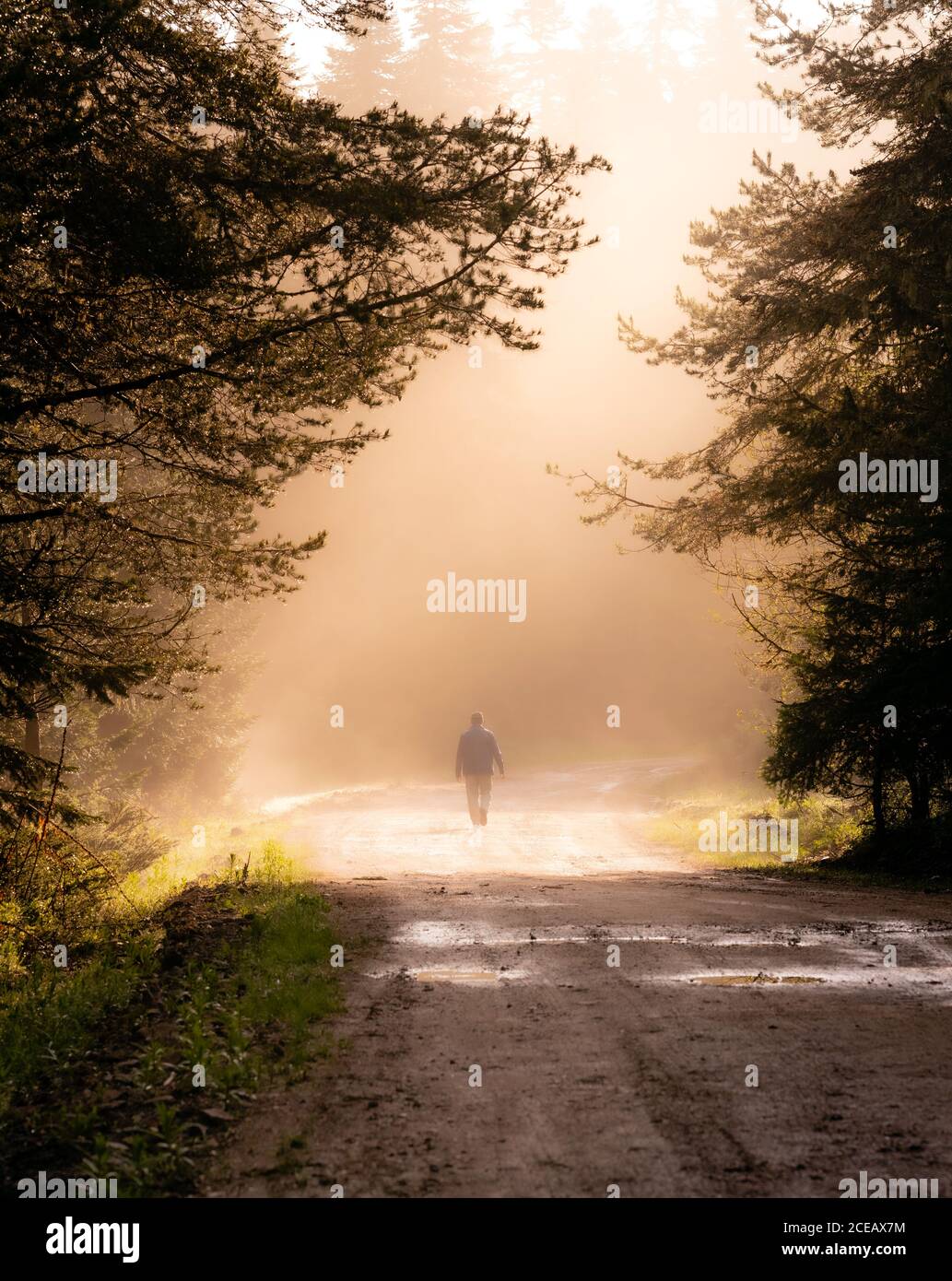 Silhouette Lonely Man Walking Away On Misty Road In The Forest Stock Photo Alamy