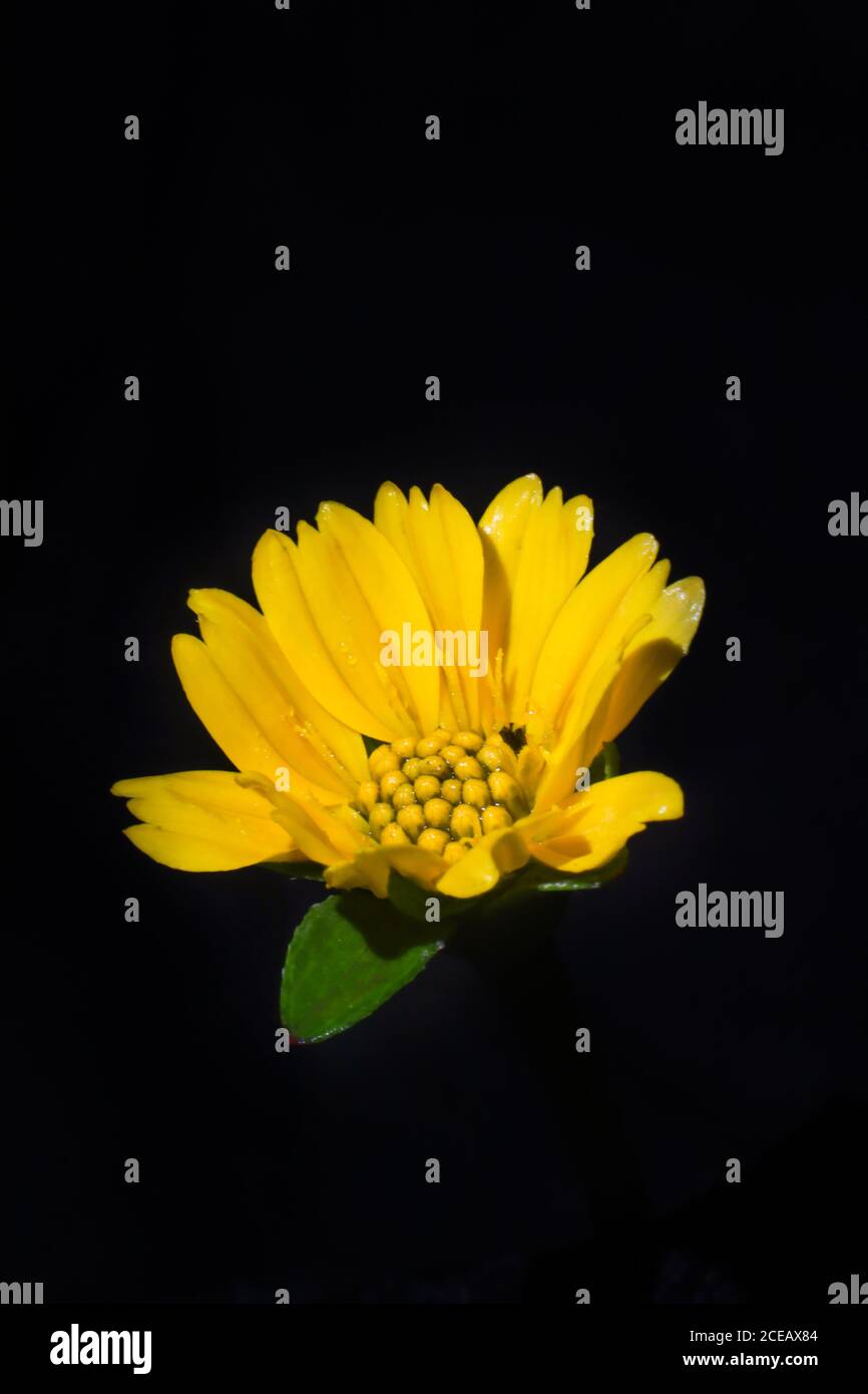 yellow wedelia flower isolated with black background Stock Photo