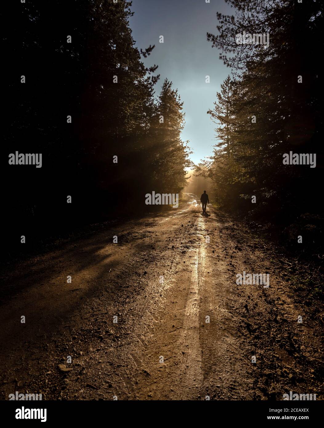 Silhouette Lonely Man Walking Away On Misty Road In The Forest Stock Photo Alamy