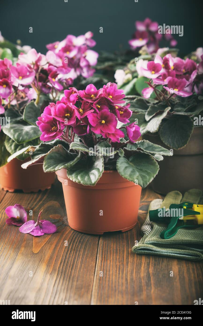 Potted Saintpaulia violet flowers. Planting potted flowers on wooden board. Stock Photo