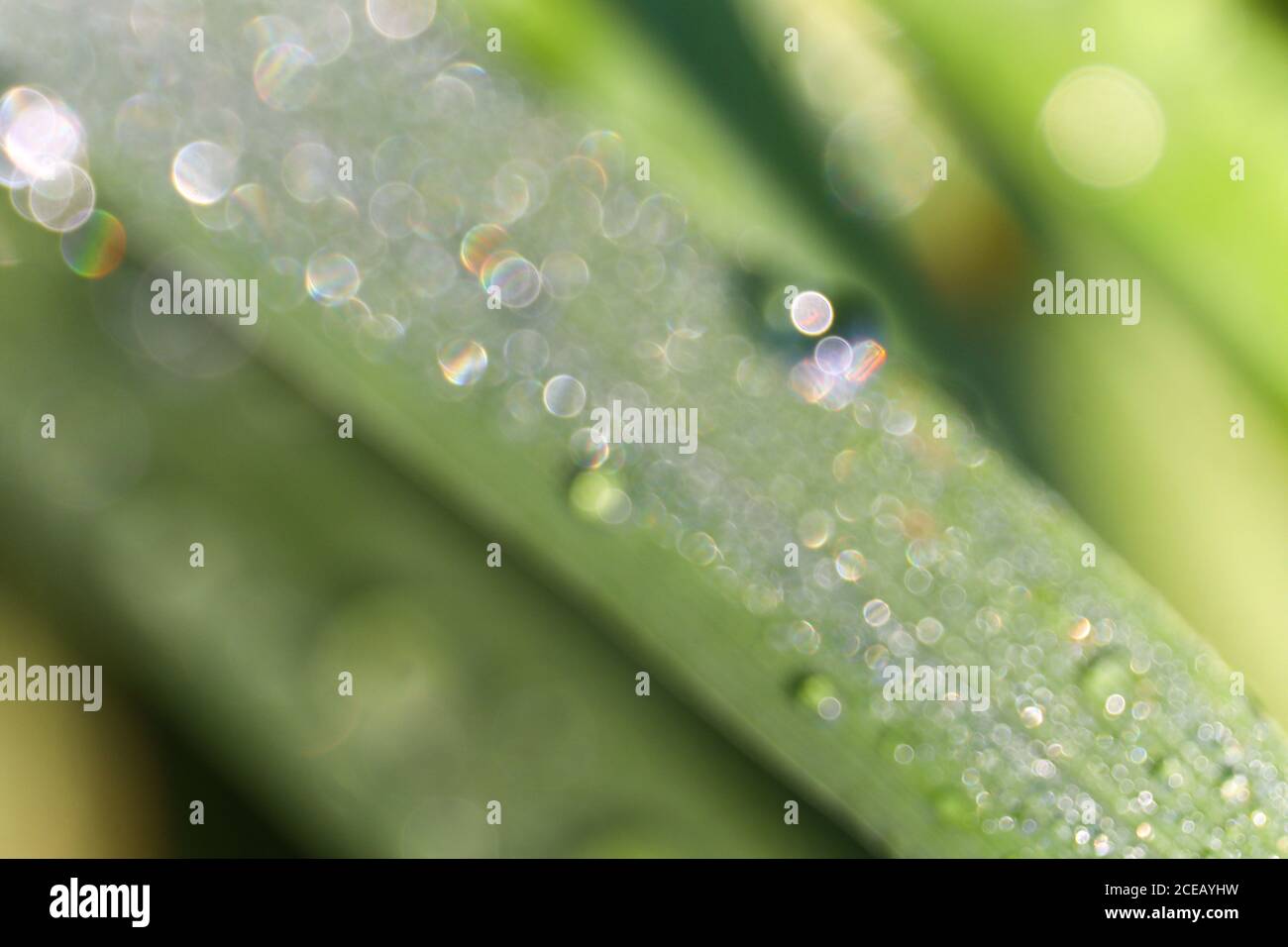 drops of blurry morning dew on lemongrass leaves Stock Photo