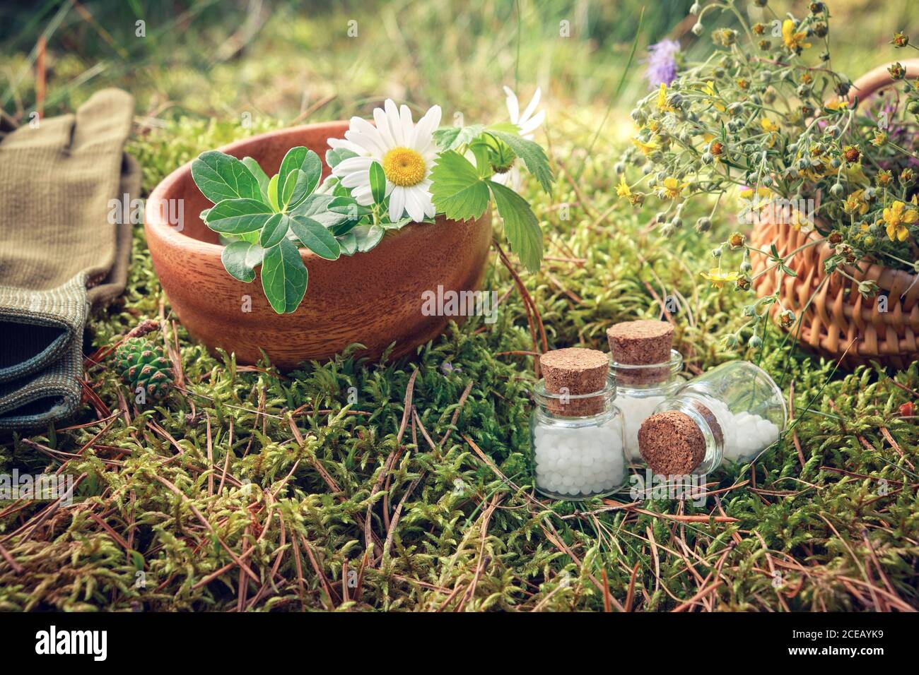 Three bottle of homeopathic globules, wooden bowl and basket of medicinal herbs, gloves on a moss in forest outdoors. Stock Photo