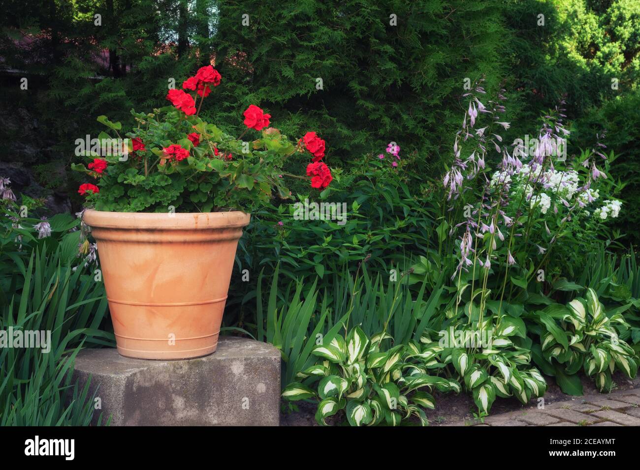 Beautiful red geranium flower in a clay pot in summer garden. Stock Photo