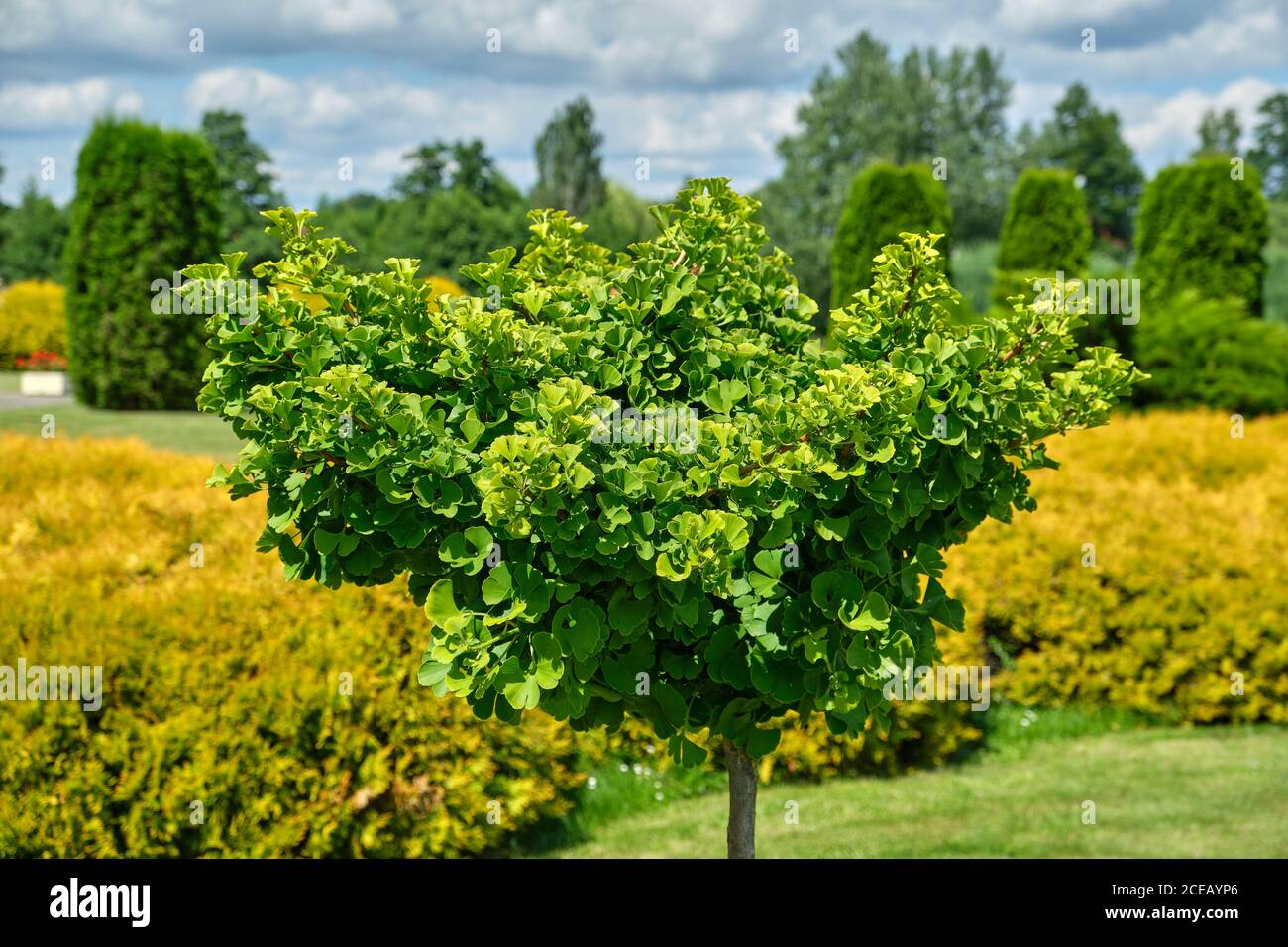 Ginkgo tree (Ginkgo biloba) tree in summer garden. Stock Photo