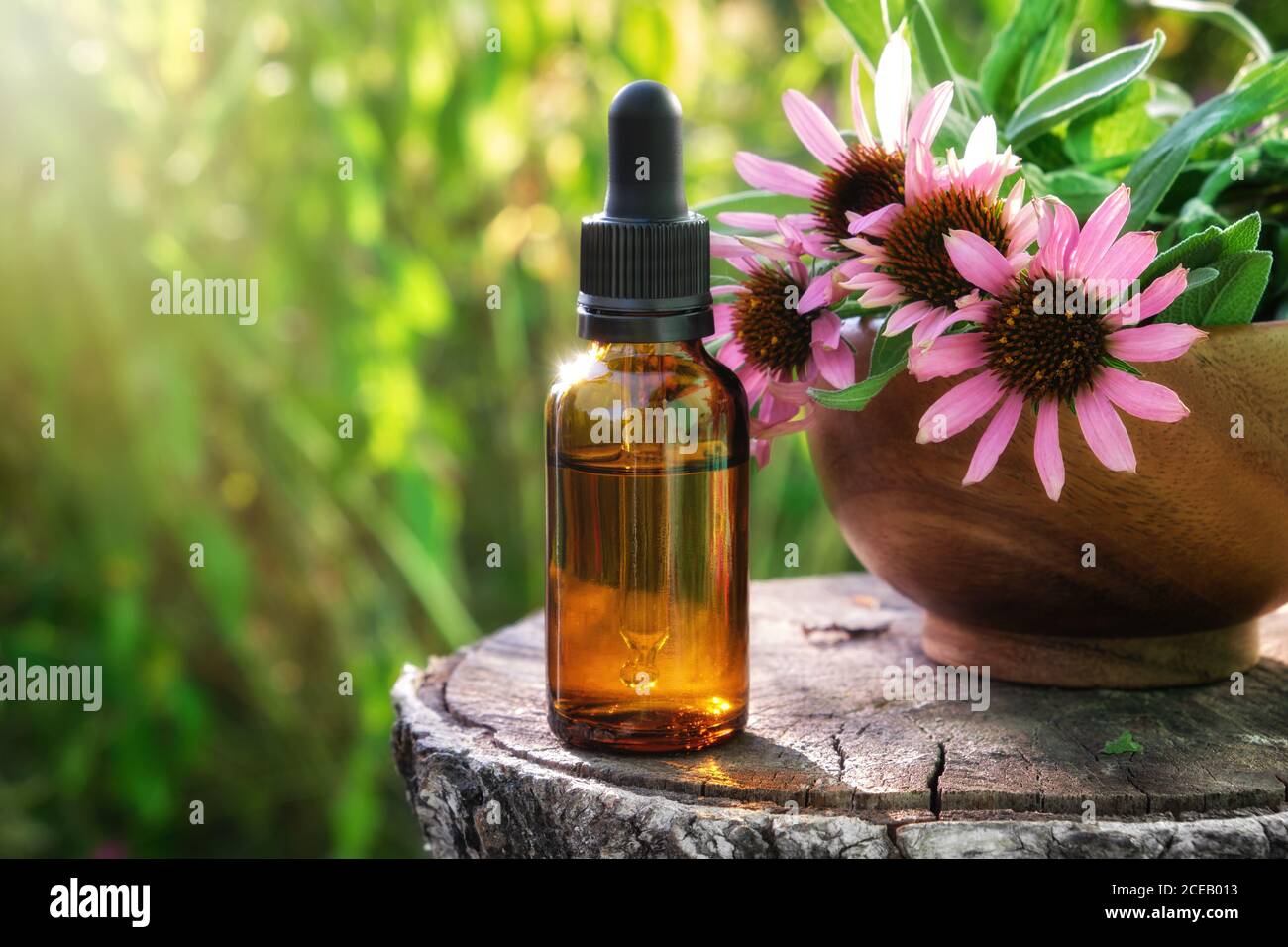 Dropper bottle of echinacea essential oil or tincture, wooden mortar of coneflowers outdoors. Alternative medicine Stock Photo