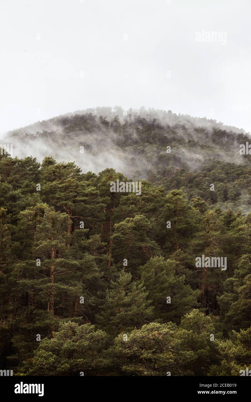 Misty mountain pine forest hi-res stock photography and images - Alamy