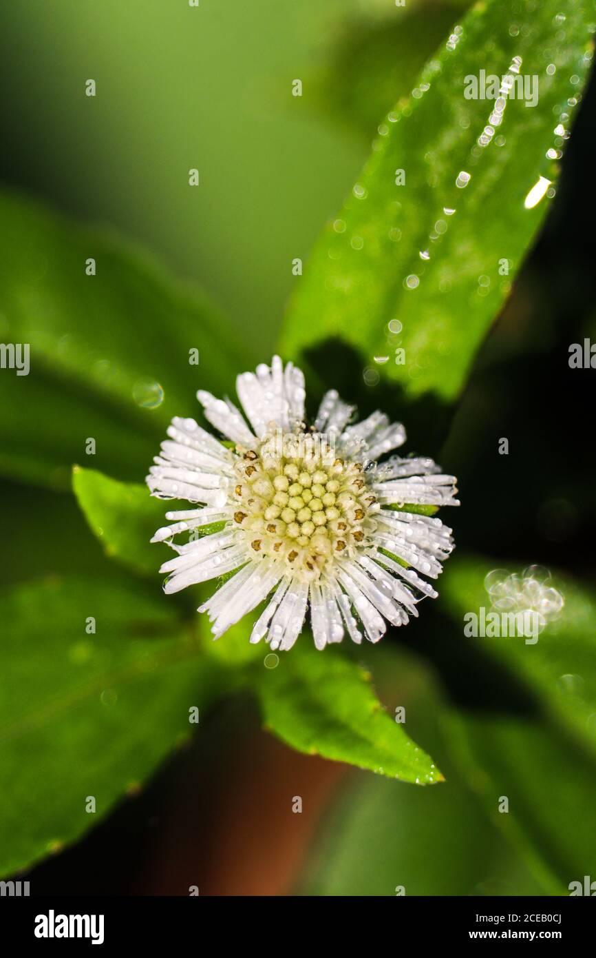 white Eclipta Alba flower with morning dew drops Stock Photo